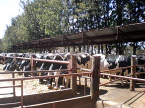 Cows on Baraka Farm, Kenya