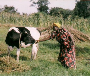 woman-and-heifer
